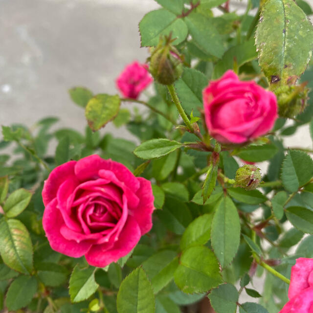 ミニバラ　ローズ　小輪　大苗　薔薇　バラ　苗　ピンク ハンドメイドのフラワー/ガーデン(その他)の商品写真
