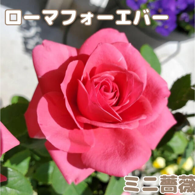 ステップアップローズ ローマフォーエバー　薔薇　ミニバラ　ばら ハンドメイドのフラワー/ガーデン(その他)の商品写真