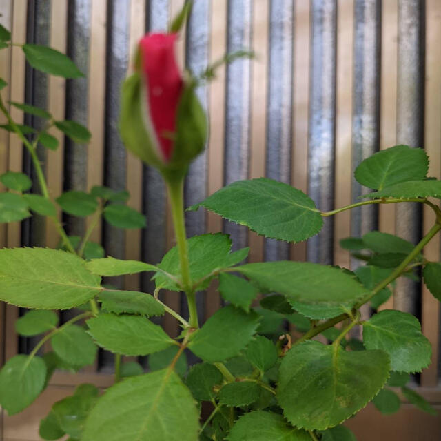 ステップアップローズ ローマフォーエバー　薔薇　ミニバラ　ばら ハンドメイドのフラワー/ガーデン(その他)の商品写真