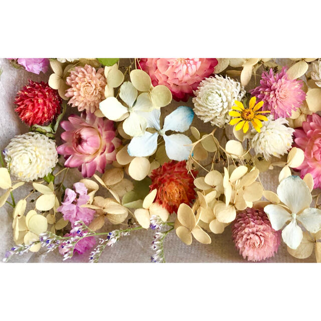 ドライフラワー花材セットNo.260⁑カラフルバラエティー ハンドメイドのフラワー/ガーデン(ドライフラワー)の商品写真