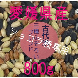 ショコラ様専用　愛媛県産　古代米3種ふぞろいブレンド800g(米/穀物)