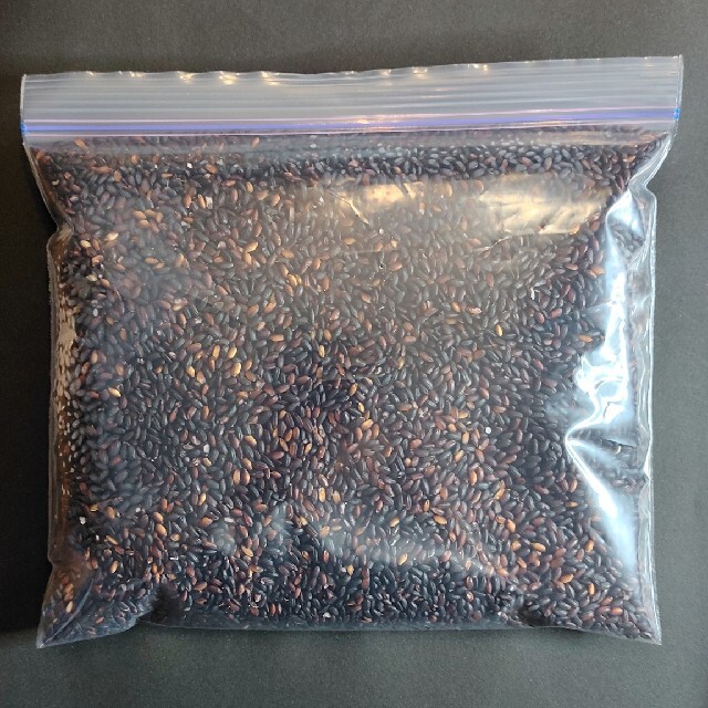 黒米(朝紫)モチ玄米 700g 令和3年・国内産 食品/飲料/酒の食品(米/穀物)の商品写真