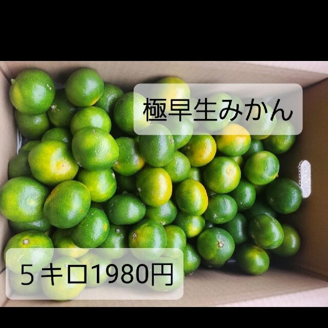 熊本県産　極早生みかん　5キロ　期間限定 食品/飲料/酒の食品(フルーツ)の商品写真