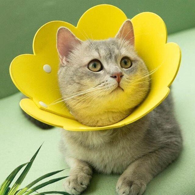 エリザベスカラー 花 ペット用 保護具 カバー 黄色 イエロー Lサイズ その他のペット用品(猫)の商品写真