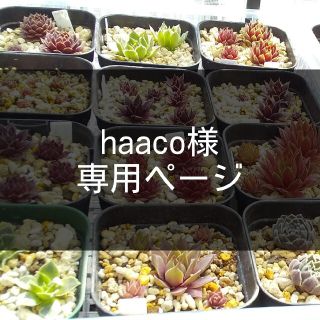 haaco様専用ページ(その他)