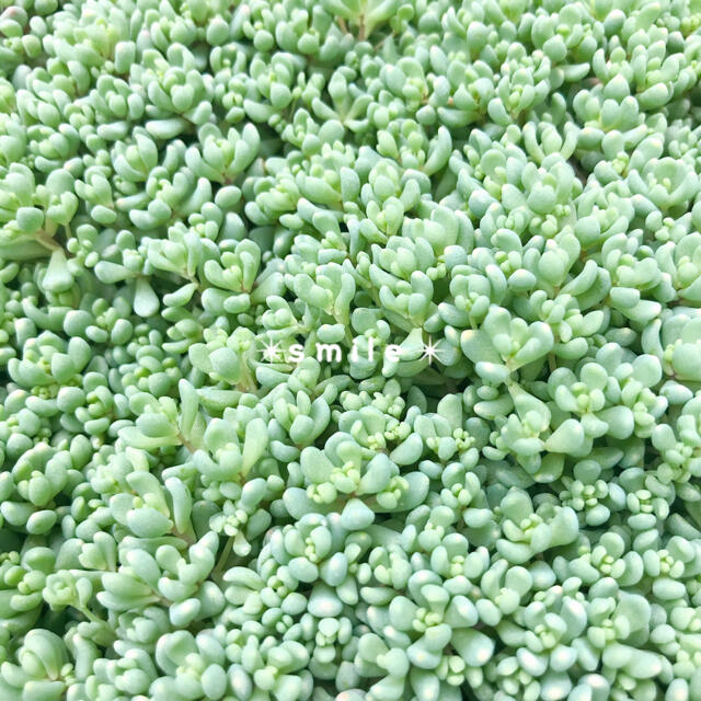 多肉植物　セダム　パープルヘイズ  カット苗 ハンドメイドのフラワー/ガーデン(その他)の商品写真