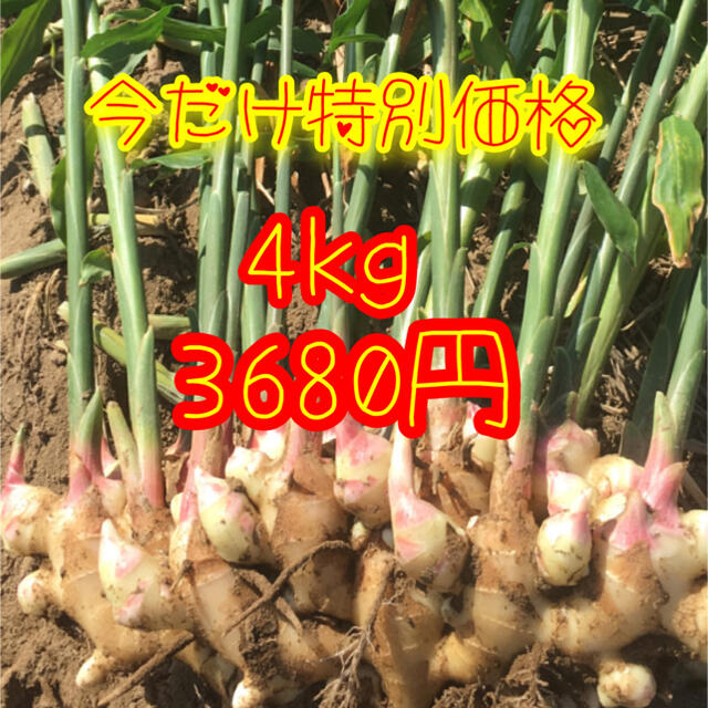 新生姜　箱込み4kg   食品/飲料/酒の食品(野菜)の商品写真