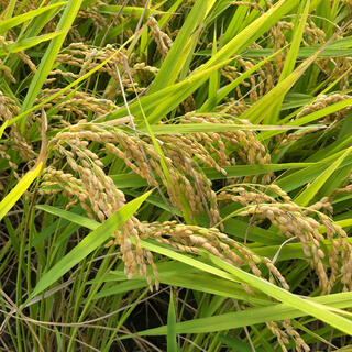 （連休特別価格）新米あきさかり 低農薬 玄米10キロ 特産すだち付き(米/穀物)