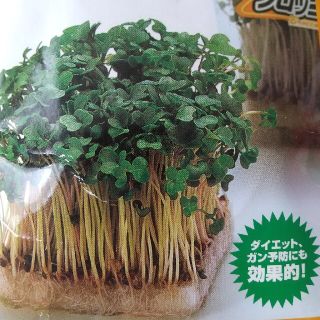 ブロッコリースプラウト種子　大容量15ml(野菜)