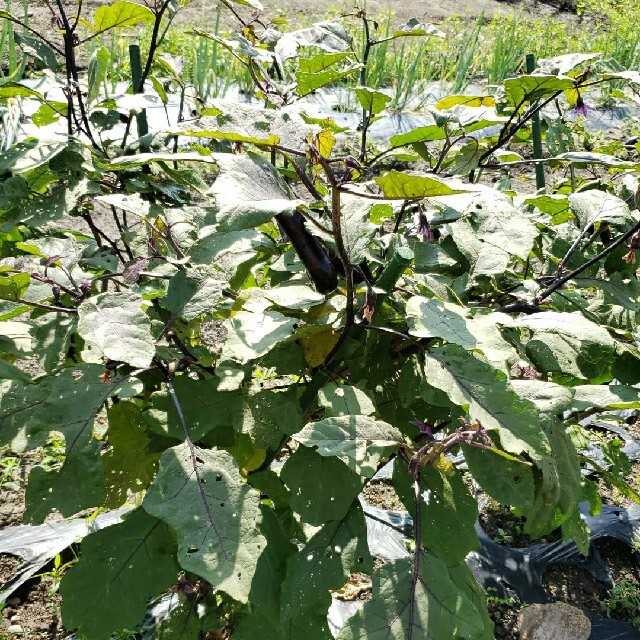 無農薬野菜セット香川県産、1セットのみ 食品/飲料/酒の食品(野菜)の商品写真