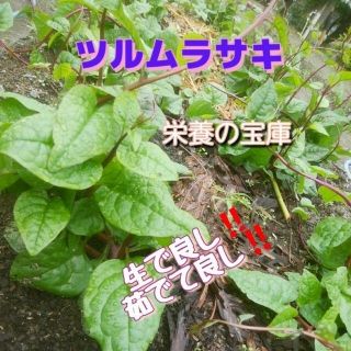 60サイズ*1kg*送料無料*ツルムラサキいっぱい♪静岡県産*無農薬*農家直送(野菜)