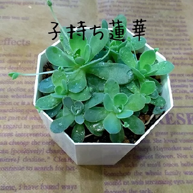 多肉植物【子持ち蓮華】抜き苗 ハンドメイドのフラワー/ガーデン(プランター)の商品写真