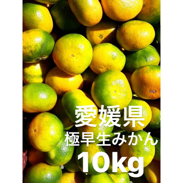 愛媛県産　極早生みかん　10kg 食品/飲料/酒の食品(フルーツ)の商品写真