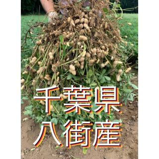 さむがり様 千葉県八街産おおまさり1キロ③(野菜)