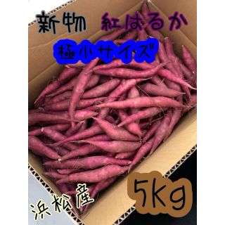 SSサイズ 極小 紅はるか 5キロ サツマイモ さつまいも 5kg (野菜)