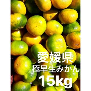 愛媛県産　極早生みかん　15kg(フルーツ)