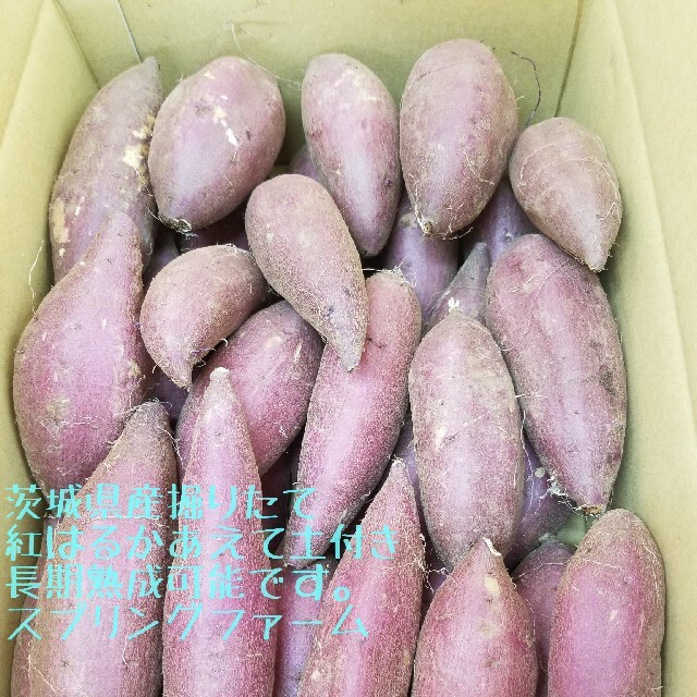 サツマイモR3年紅はるか家庭用Sサイズ茨城県7㌔土付き減農薬栽培安納芋 ...