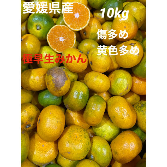 愛媛県産　極早生みかん訳あり10kg 食品/飲料/酒の食品(フルーツ)の商品写真