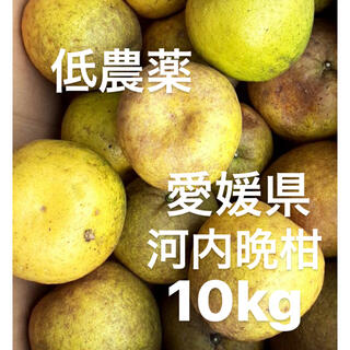 愛媛県　低農薬　宇和ゴールド　河内晩柑　10kg(フルーツ)