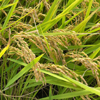 （連休特別価格）新米あきさかり 低農薬玄米5キロ(米/穀物)