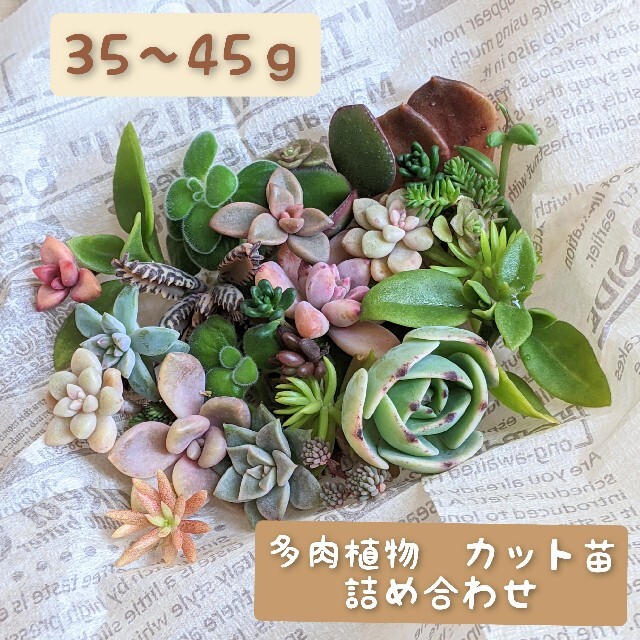 多肉植物　挿し穂セット ハンドメイドのフラワー/ガーデン(プランター)の商品写真