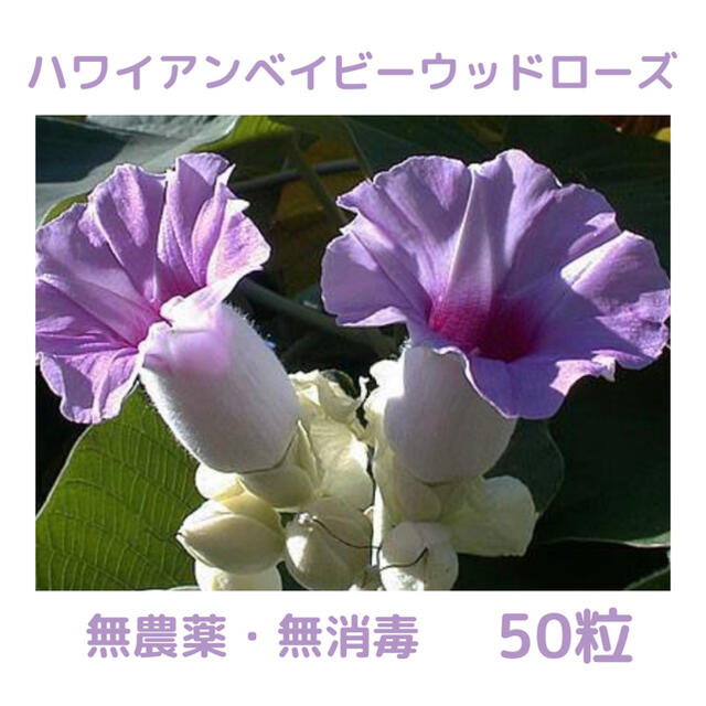 【無農薬・無消毒】ハワイアンベイビーウッドローズ（オオバアサガオ）の種 50粒 ハンドメイドのフラワー/ガーデン(その他)の商品写真