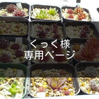 くっく様 専用ページ(その他)