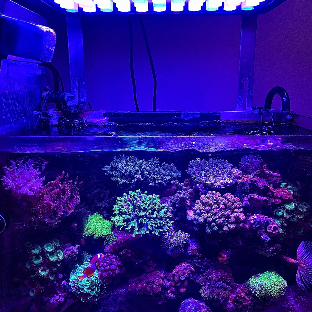 海水サンゴ水槽ライト　プリズムレンズ165wアクアリウムLED