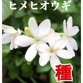 種子　ヒメヒオウギ  希少白花＇アルバ＇(その他)