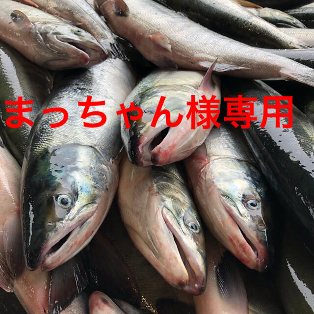 まっちゃん様専用 秋鮭切り身等 【正規販売店】 jardinmagico.mx