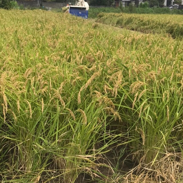 一等米　徳島産　コシヒカリ3キロ　精米済み 食品/飲料/酒の食品(米/穀物)の商品写真