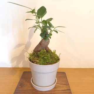 ガジュマル 盆栽(その他)