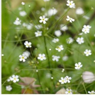 珍しいお花の種　アンドロサセ  スターダスト 100粒以上　寄せ植え、切り花にも(その他)