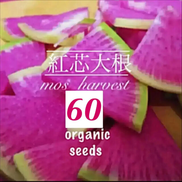 【秋蒔き適期】◆紅芯大根◆ 伝統中国野菜◆【固定種有機種子　60粒】 ハンドメイドのフラワー/ガーデン(その他)の商品写真