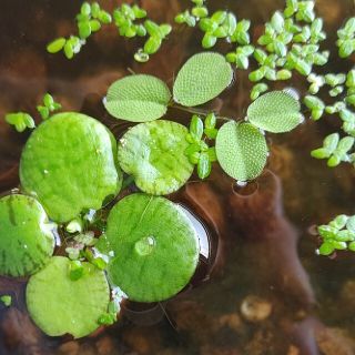 ３種の浮草セット(アクアリウム)