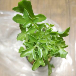 多肉植物　七宝樹(その他)