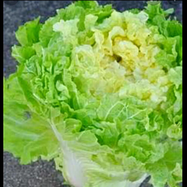 ◆花芯白菜◆ブーケのような美しく柔らかな美味しい白菜◆【固定種有機種子 60粒】 ハンドメイドのフラワー/ガーデン(その他)の商品写真