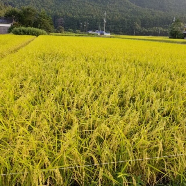 令和3年 兵庫県丹波産 無農薬コシヒカリ10キロ 食品/飲料/酒の食品(米/穀物)の商品写真