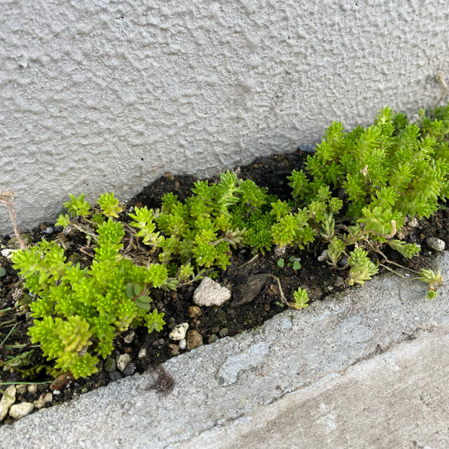 ★⭐︎★セダム 多肉植物★⭐︎★ ハンドメイドのフラワー/ガーデン(その他)の商品写真