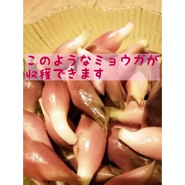 【栽培期間中農薬不使用】みょうがの根茎　宅急便コンパクト 食品/飲料/酒の食品(野菜)の商品写真