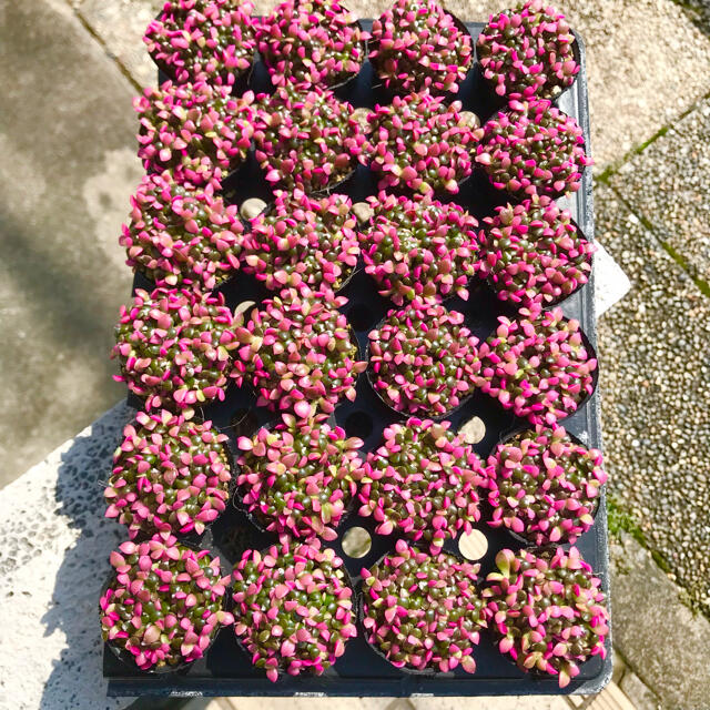 桜吹雪　アナカンプセロス　2号×4個 ハンドメイドのフラワー/ガーデン(プランター)の商品写真