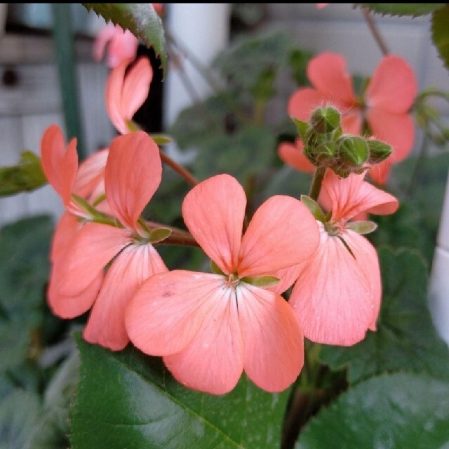 ⭐ゼラニウム サーモンピンクのお花♪蕾付き 抜き苗⭐強いのでもりもり育ちます♪ ハンドメイドのフラワー/ガーデン(プランター)の商品写真