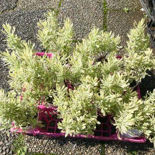 芳香性 斑入り ラベンダー メルロー 3号ロングポットの通販 by PLANTS