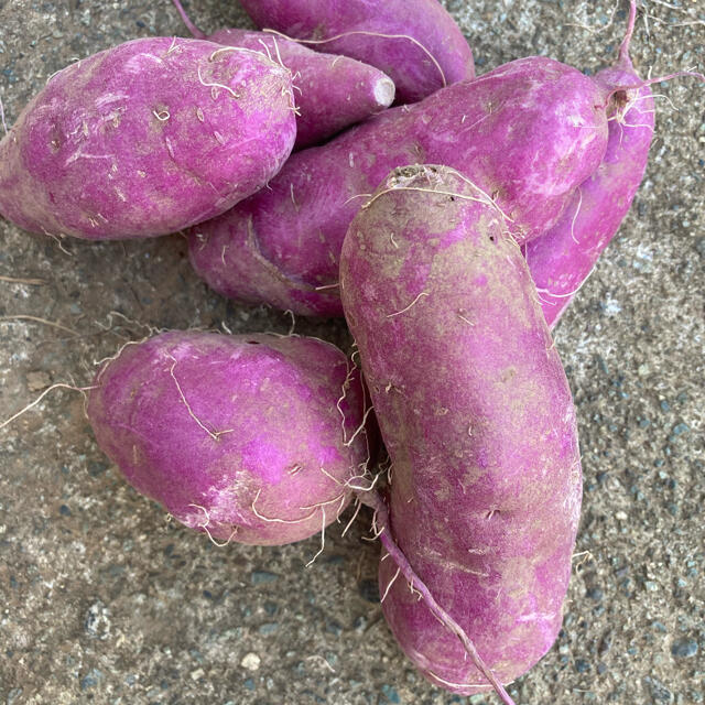 パープルスイート　紫芋3kg 食品/飲料/酒の食品(野菜)の商品写真