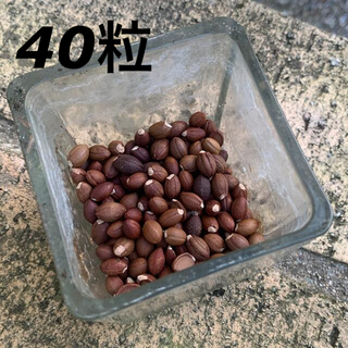 エゴノキのタネ　40粒(その他)