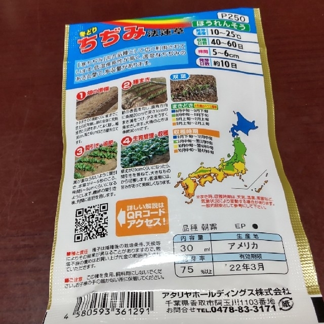 ちぢみほうれん草 種 100粒 食品/飲料/酒の食品(野菜)の商品写真