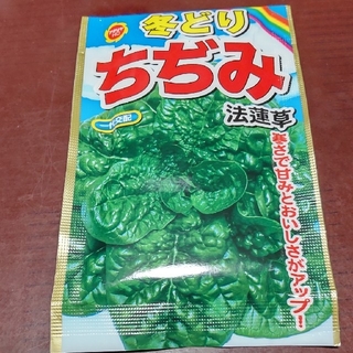 ちぢみほうれん草 種 100粒(野菜)