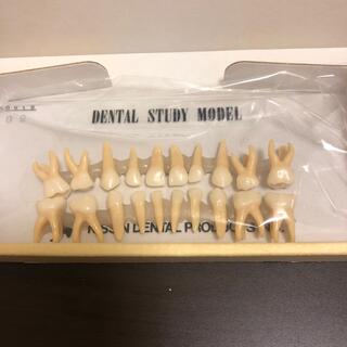 歯科模型　乳歯　NISSIN(その他)