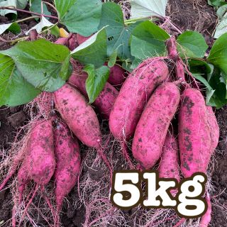 【SALE】甘いさつまいも　サツマイモ　　【霧島 紅はるか】　5キロ　［送料込］(野菜)