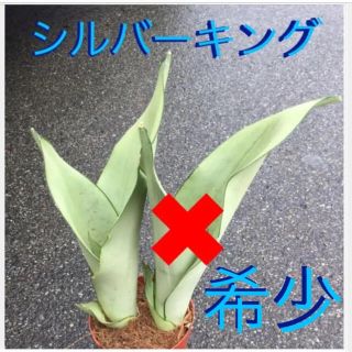 観葉植物⑥　多肉植物　サンスベリアシルバーキング　1苗抜き苗(その他)